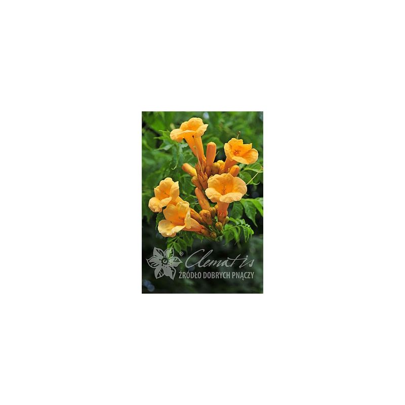 Casa si Gradina - Gradinarit si plante - Plante si ghivece - Plante in ghiveci - Planta, Trambita comuna, Campsis, ghiveci P9 - Infinity.ro