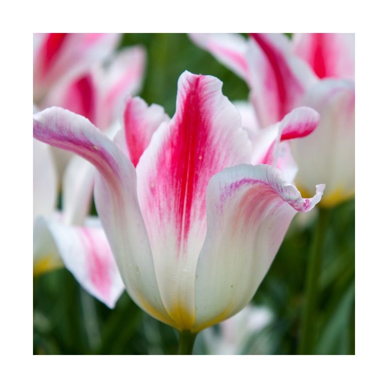 Casa si Gradina - Gradinarit si plante - Plante si ghivece - Bulbi, seminte si rasaduri - Bulb lalea, Tulipa Holland Chic 12/+ - Infinity.ro