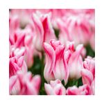 Casa si Gradina - Gradinarit si plante - Plante si ghivece - Bulbi, seminte si rasaduri - Bulb lalea, Tulipa Holland Chic 12/+ - Infinity.ro