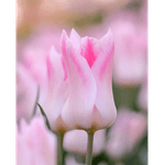 Casa si Gradina - Gradinarit si plante - Plante si ghivece - Bulbi, seminte si rasaduri - Bulb lalea, Tulipa Holland Chic 12/+ - Infinity.ro