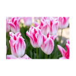 Casa si Gradina - Gradinarit si plante - Plante si ghivece - Bulbi, seminte si rasaduri - Bulb lalea, Tulipa Holland Chic 12/+ - Infinity.ro