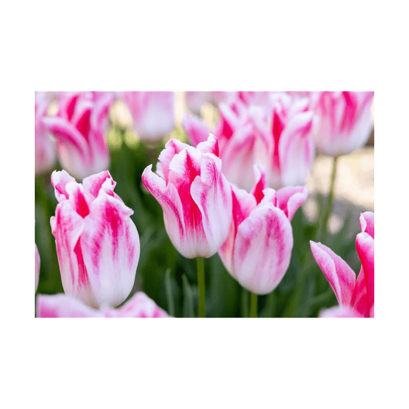 Casa si Gradina - Gradinarit si plante - Plante si ghivece - Bulbi, seminte si rasaduri - Bulb lalea, Tulipa Holland Chic 12/+ - Infinity.ro