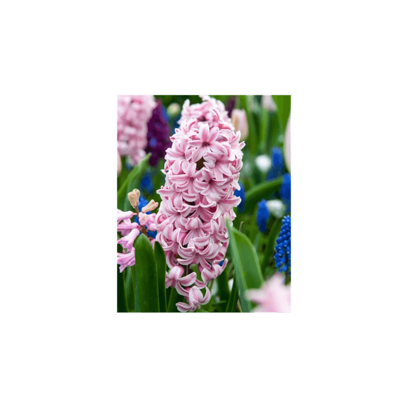 Casa si Gradina - Gradinarit si plante - Plante si ghivece - Bulbi, seminte si rasaduri - Lada Bulbi zambila,Hyacinthus Fondant 18/19, 200 bulbi - Infinity.ro