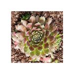 Casa si Gradina - Gradinarit si plante - Plante si ghivece - Plante in ghiveci - Planta Urechelnita, Sempervivum Cassiopea C2, ghiveci 2l - Infinity.ro