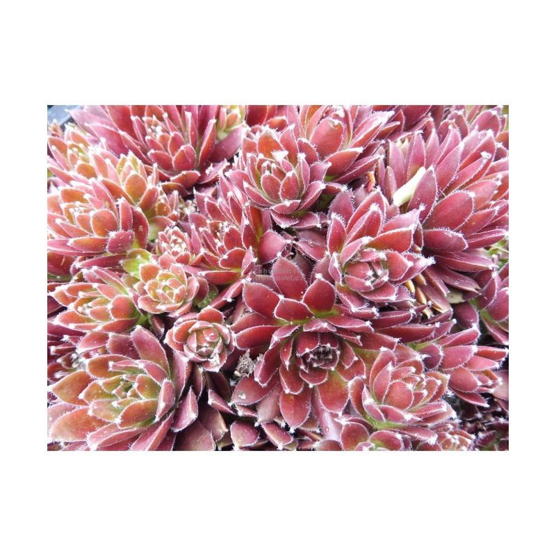 Casa si Gradina - Gradinarit si plante - Plante si ghivece - Plante in ghiveci - Planta Urechelnita, Sempervivum Cassiopea C2, ghiveci 2l - Infinity.ro