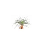 Casa si Gradina - Gradinarit si plante - Plante si ghivece - Plante in ghiveci - Planta aeriana Tillandsia Silver - Medie - Infinity.ro