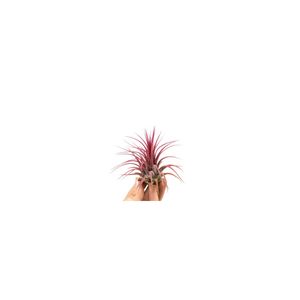 Planta aeriana Tillandsia Ionantha red - Medie