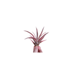 Casa si Gradina - Gradinarit si plante - Plante si ghivece - Plante in ghiveci - Planta aeriana Tillandsia Capitata Peach Red - Medie - Infinity.ro