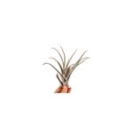 Casa si Gradina - Gradinarit si plante - Plante si ghivece - Plante in ghiveci - Planta aeriana Tillandsia Capitata Peach Red - Mare - Infinity.ro