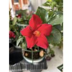 Casa si Gradina - Gradinarit si plante - Plante si ghivece - Plante in ghiveci - Planta la ghiveci, Iasomie braziliana rosu intens, Dipladenia rosu vermillon, Ghiveci 13 cm - Infinity.ro