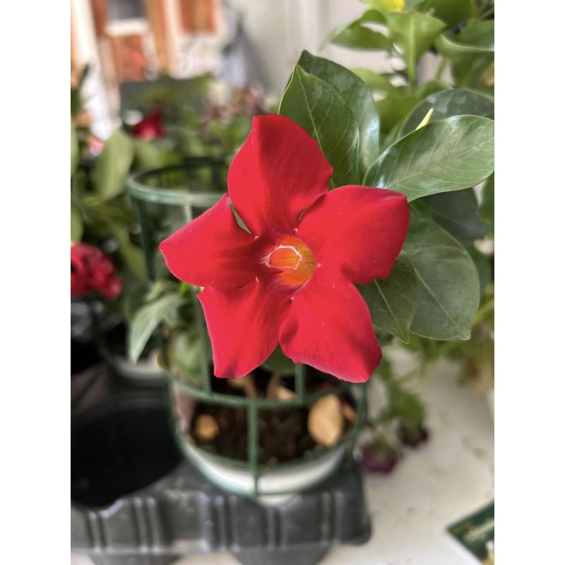 Casa si Gradina - Gradinarit si plante - Plante si ghivece - Plante in ghiveci - Planta la ghiveci, Iasomie braziliana rosu intens, Dipladenia rosu vermillon, Ghiveci 13 cm - Infinity.ro