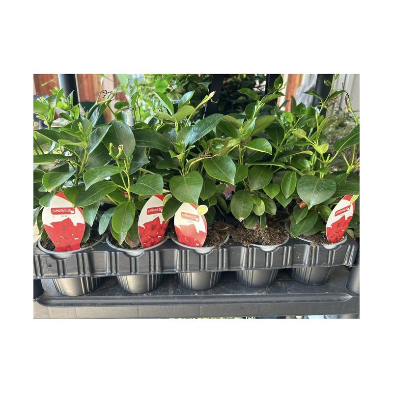 Casa si Gradina - Gradinarit si plante - Plante si ghivece - Plante in ghiveci - Planta la ghiveci, Iasomie braziliana rosu intens, Dipladenia rosu vermillon, Ghiveci 13 cm - Infinity.ro