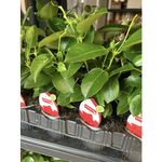 Casa si Gradina - Gradinarit si plante - Plante si ghivece - Plante in ghiveci - Planta la ghiveci, Iasomie braziliana rosu intens, Dipladenia rosu vermillon, Ghiveci 13 cm - Infinity.ro