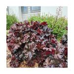 Casa si Gradina - Gradinarit si plante - Plante si ghivece - Plante in ghiveci - Planta la ghiveci, Danteluta negru-violet, Heuchera neagra, Compact Black, Ghiveci 10.5 cm - Infinity.ro