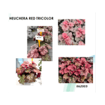 Casa si Gradina - Gradinarit si plante - Plante si ghivece - Plante in ghiveci - Planta la ghiveci, Danteluta rosu mix, Heuchera rosie tricolora, Red Tricolor, Ghiveci 10.5 cm - Infinity.ro