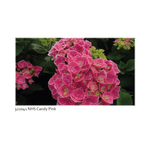 Casa si Gradina - Gradinarit si plante - Plante si ghivece - Plante in ghiveci - Planta la ghiveci, Hortensie roz bombon, Hortensie Candy Pink, Ghiveci 13 cm - Infinity.ro