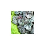 Casa si Gradina - Gradinarit si plante - Plante si ghivece - Plante in ghiveci - Planta la ghiveci, Danteluta argintie, Heuchera argintie, Compact Silver, Ghiveci 10.5 cm - Infinity.ro
