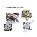 Casa si Gradina - Gradinarit si plante - Plante si ghivece - Plante in ghiveci - Planta la ghiveci, Danteluta argintie, Heuchera argintie, Compact Silver, Ghiveci 10.5 cm - Infinity.ro