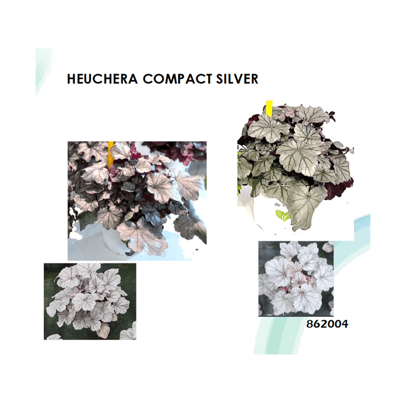 Casa si Gradina - Gradinarit si plante - Plante si ghivece - Plante in ghiveci - Planta la ghiveci, Danteluta argintie, Heuchera argintie, Compact Silver, Ghiveci 10.5 cm - Infinity.ro