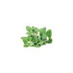 Casa si Gradina - Gradinarit si plante - Plante si ghivece - Plante in ghiveci - Planta la ghiveci, Sovarv, Oregano clasic, Ghiveci 8 cm - Infinity.ro