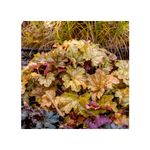 Casa si Gradina - Gradinarit si plante - Plante si ghivece - Plante in ghiveci - Planta, Specie ornamentala, Heuchera WORLD CAFFE® Corretto, ghiveci C2 litri - Infinity.ro