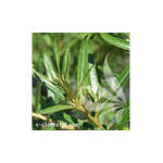 Casa si Gradina - Gradinarit si plante - Plante si ghivece - Plante in ghiveci - Planta, Specie ornamentala, Hippophae rhamnoides Otto, ghiveci C2 litri - Infinity.ro