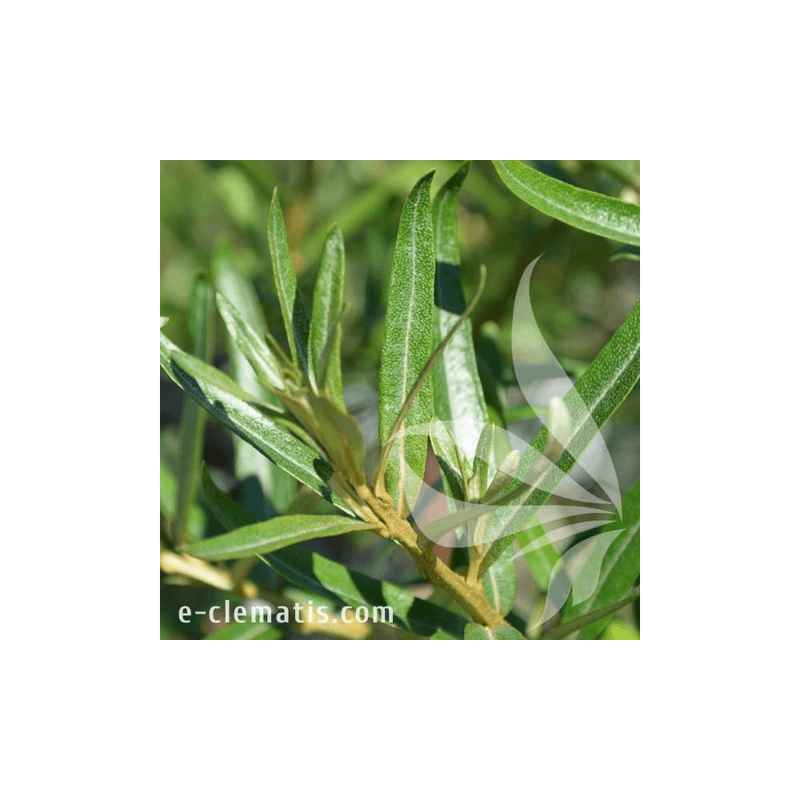 Casa si Gradina - Gradinarit si plante - Plante si ghivece - Plante in ghiveci - Planta, Specie ornamentala, Hippophae rhamnoides Otto, ghiveci C2 litri - Infinity.ro