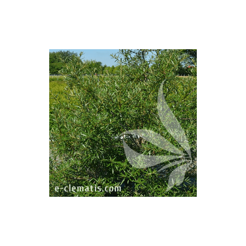 Casa si Gradina - Gradinarit si plante - Plante si ghivece - Plante in ghiveci - Planta, Specie ornamentala, Hippophae rhamnoides Otto, ghiveci C2 litri - Infinity.ro