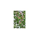 Casa si Gradina - Gradinarit si plante - Plante si ghivece - Plante in ghiveci - Planta, Specie ornamentala, Lonicera caprifolium, ghiveci P9 litri - Infinity.ro