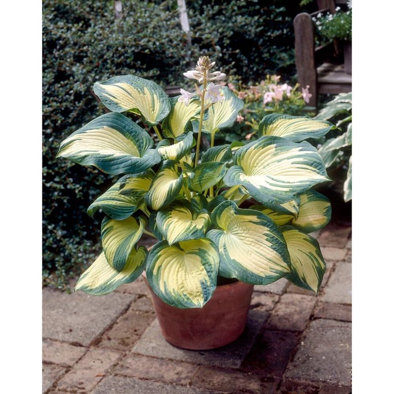 Casa si Gradina - Gradinarit si plante - Plante si ghivece - Plante in ghiveci - Planta, Specie ornamentala, Hosta Great Expectations, ghiveci C2 litri - Infinity.ro
