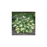 Casa si Gradina - Gradinarit si plante - Plante si ghivece - Plante in ghiveci - Planta, Specie ornamentala, Hosta Great Expectations, ghiveci C2 litri - Infinity.ro