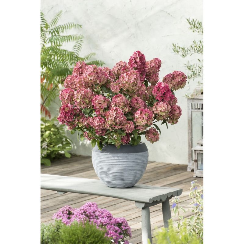 Casa si Gradina - Gradinarit si plante - Plante si ghivece - Plante in ghiveci - Planta, Specie ornamentala, Hydrangea panic. PETITE® STAR Coustar02 PBR, ghiveci C2 litri - Infinity.ro