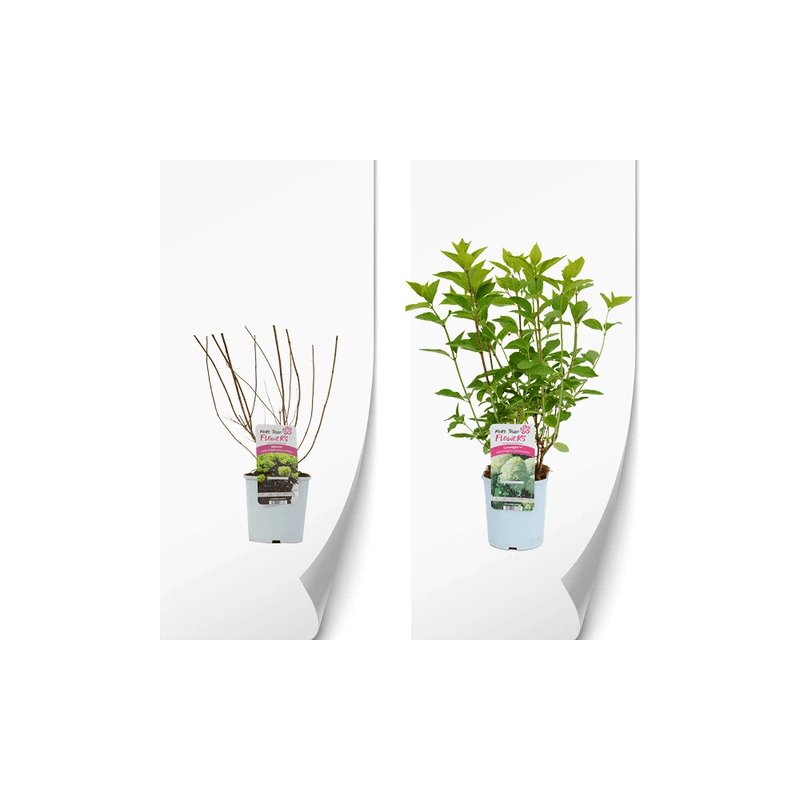 Casa si Gradina - Gradinarit si plante - Plante si ghivece - Plante in ghiveci - Planta, Specie ornamentala, Hydrangea panic. PETITE® STAR Coustar02 PBR, ghiveci C2 litri - Infinity.ro