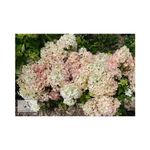Casa si Gradina - Gradinarit si plante - Plante si ghivece - Plante in ghiveci - Planta, Specie ornamentala, Hydrangea panic. PETITE® STAR Coustar02 PBR, ghiveci C2 litri - Infinity.ro