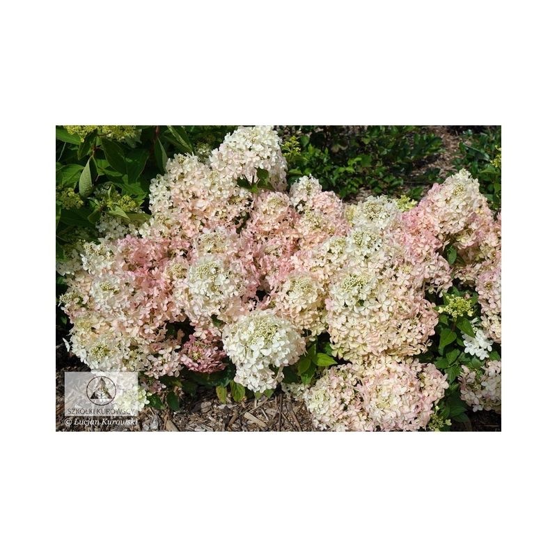 Casa si Gradina - Gradinarit si plante - Plante si ghivece - Plante in ghiveci - Planta, Specie ornamentala, Hydrangea panic. PETITE® STAR Coustar02 PBR, ghiveci C2 litri - Infinity.ro