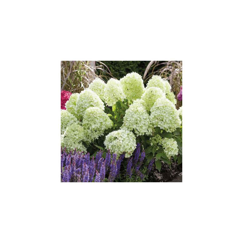 Casa si Gradina - Gradinarit si plante - Plante si ghivece - Plante in ghiveci - Planta, Specie ornamentala, Hydrangea panic. Silver Dollar, ghiveci C2 litri - Infinity.ro