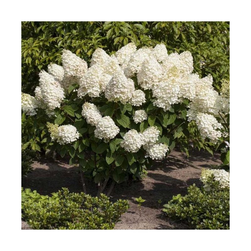 Casa si Gradina - Gradinarit si plante - Plante si ghivece - Plante in ghiveci - Planta, Specie ornamentala, Hydrangea panic. Silver Dollar, ghiveci C2 litri - Infinity.ro