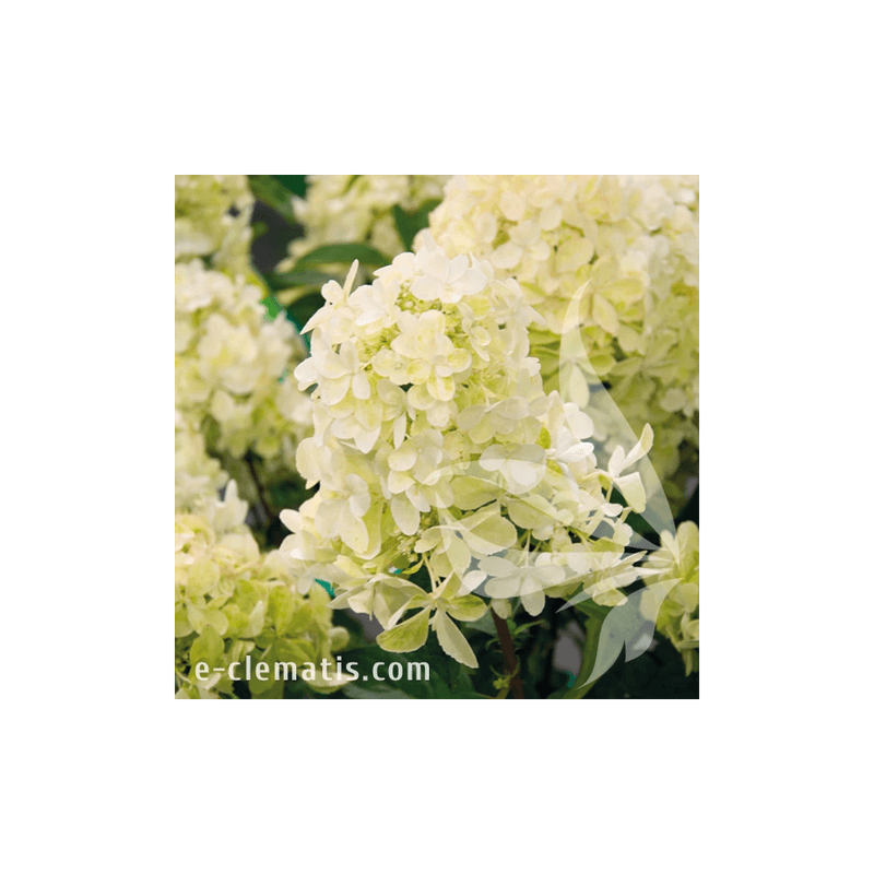 Casa si Gradina - Gradinarit si plante - Plante si ghivece - Plante in ghiveci - Planta, Specie ornamentala, Hydrangea panic. Silver Dollar, ghiveci C2 litri - Infinity.ro