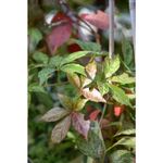 Casa si Gradina - Gradinarit si plante - Plante si ghivece - Plante in ghiveci - Planta, Specie ornamentala, Parthenocissus quinquefolia STAR SHOWERS, ghiveci P9 litri - Infinity.ro