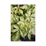 Casa si Gradina - Gradinarit si plante - Plante si ghivece - Plante in ghiveci - Planta, Specie ornamentala, Parthenocissus quinquefolia STAR SHOWERS, ghiveci P9 litri - Infinity.ro