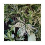 Casa si Gradina - Gradinarit si plante - Plante si ghivece - Plante in ghiveci - Planta, Specie ornamentala, Parthenocissus quinquefolia STAR SHOWERS, ghiveci P9 litri - Infinity.ro