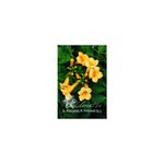 Casa si Gradina - Gradinarit si plante - Plante si ghivece - Plante in ghiveci - Planta, Trambita galbena Flava, Campsis radicans Flava, ghiveci C2 litri - Infinity.ro