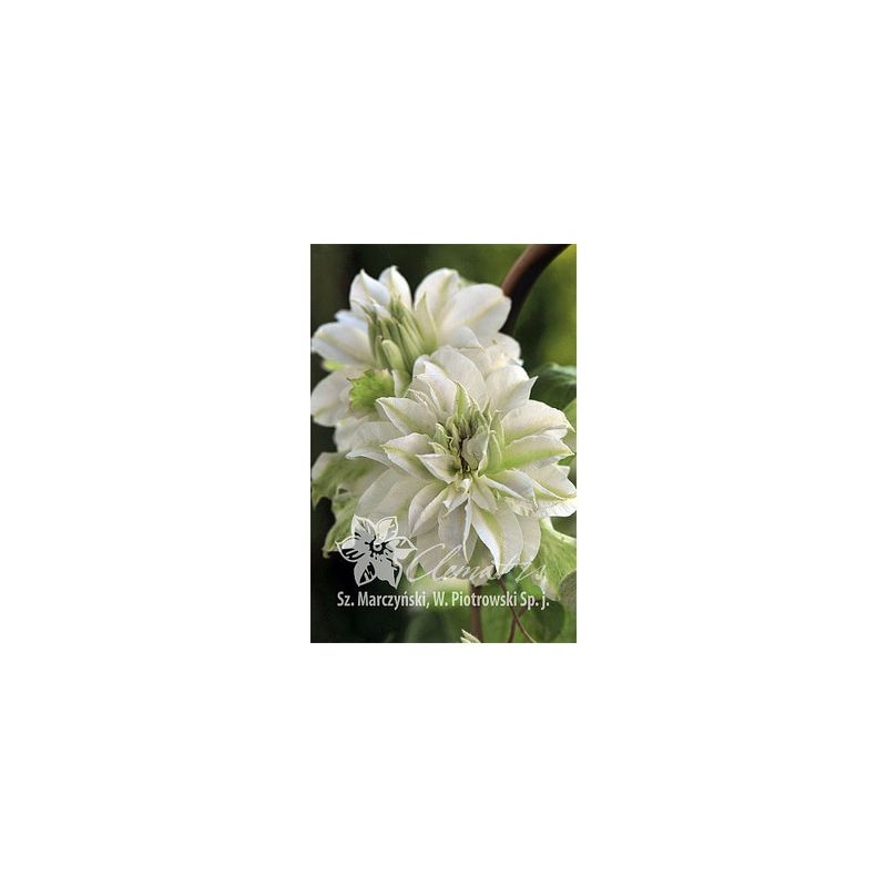 Casa si Gradina - Gradinarit si plante - Plante si ghivece - Plante in ghiveci - Planta, Specie ornamentala, Clematis Maria Skłodowska Curie PBR  Premium, ghiveci C2 litri - Infinity.ro