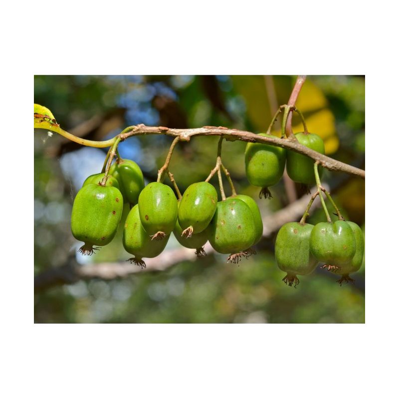 Casa si Gradina - Gradinarit si plante - Plante si ghivece - Plante in ghiveci - Planta, Kiwi siberian Issai, Actinidia arguta Issai, ghiveci C2 litri - Infinity.ro