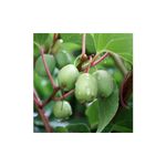 Casa si Gradina - Gradinarit si plante - Plante si ghivece - Plante in ghiveci - Planta, Kiwi siberian Issai, Actinidia arguta Issai, ghiveci C2 litri - Infinity.ro