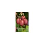 Casa si Gradina - Gradinarit si plante - Plante si ghivece - Plante in ghiveci - Planta, Kiwi rosu Scarlet September, Actinidia arguta SCARLET SEPTEMBER KIWI®, ghiveci C2 litri - Infinity.ro