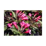 Casa si Gradina - Gradinarit si plante - Plante si ghivece - Plante in ghiveci - Planta, Specie ornamentala, Weigela florida WINE & ROSES Alexandra PBR, ghiveci C2 litri - Infinity.ro