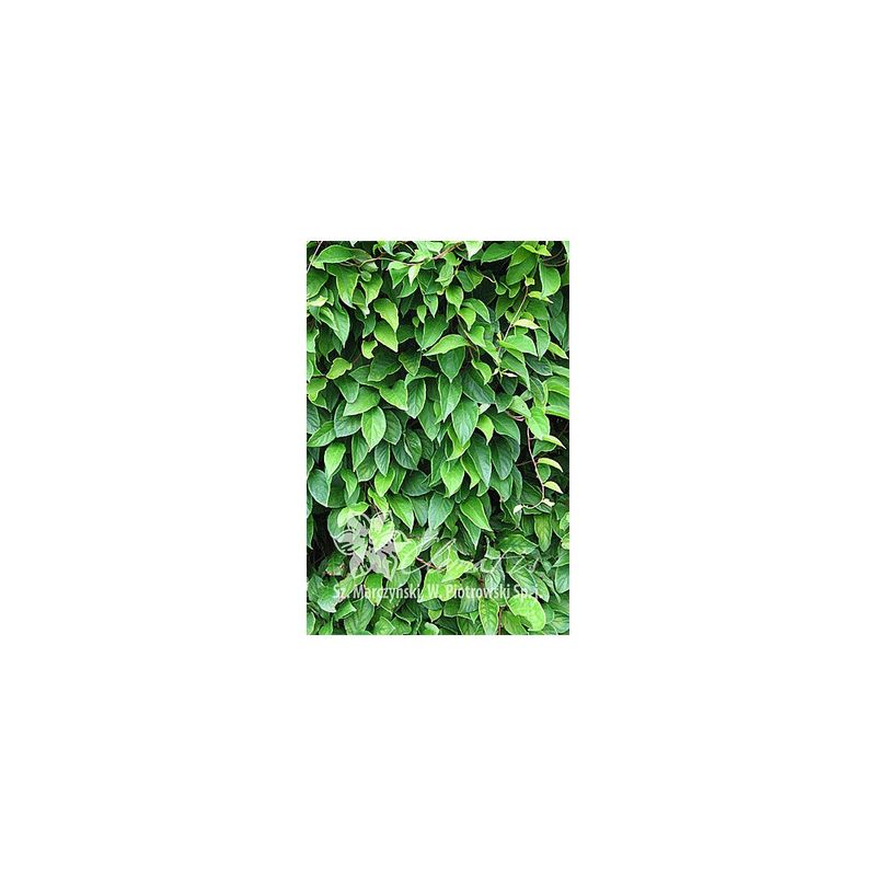 Casa si Gradina - Gradinarit si plante - Plante si ghivece - Plante in ghiveci - Planta, Specie ornamentala, Schisandra chinensis, ghiveci P9 cm - Infinity.ro