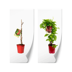 Casa si Gradina - Gradinarit si plante - Plante si ghivece - Plante in ghiveci - Planta, Specie ornamentala, Schisandra chinensis, ghiveci P9 cm - Infinity.ro