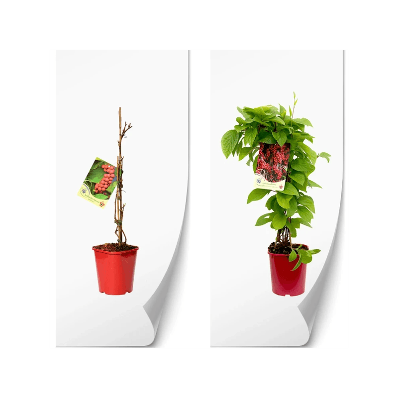 Casa si Gradina - Gradinarit si plante - Plante si ghivece - Plante in ghiveci - Planta, Specie ornamentala, Schisandra chinensis, ghiveci P9 cm - Infinity.ro